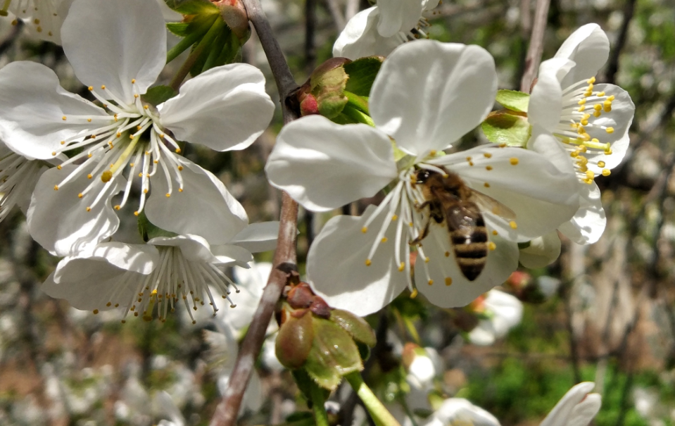 Dagestan hosts Beekeepers' Forum