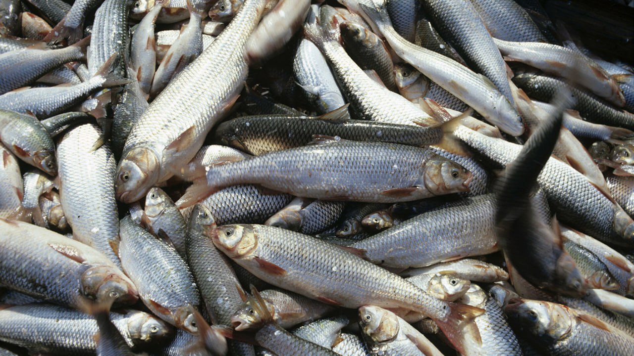Dagestan increases volume of farmed fish by 20%