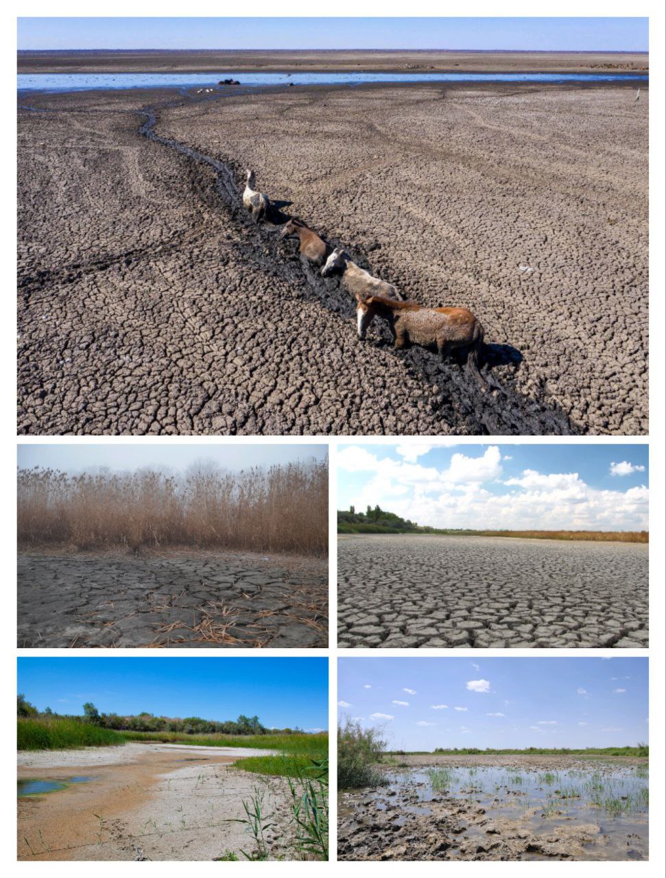 Water bodies of Dagestan restored after years of degradation