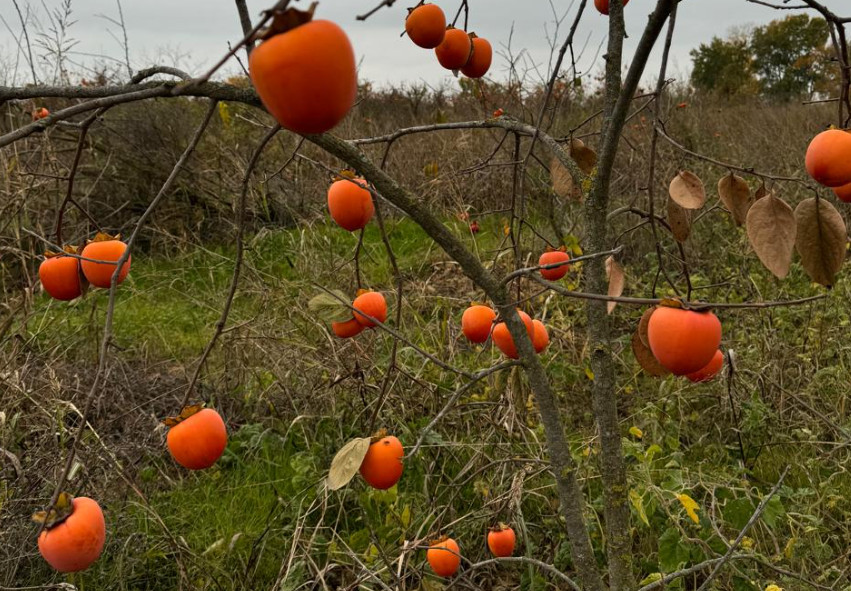 6,000 tons of persimmons to be harvested in Dagestan