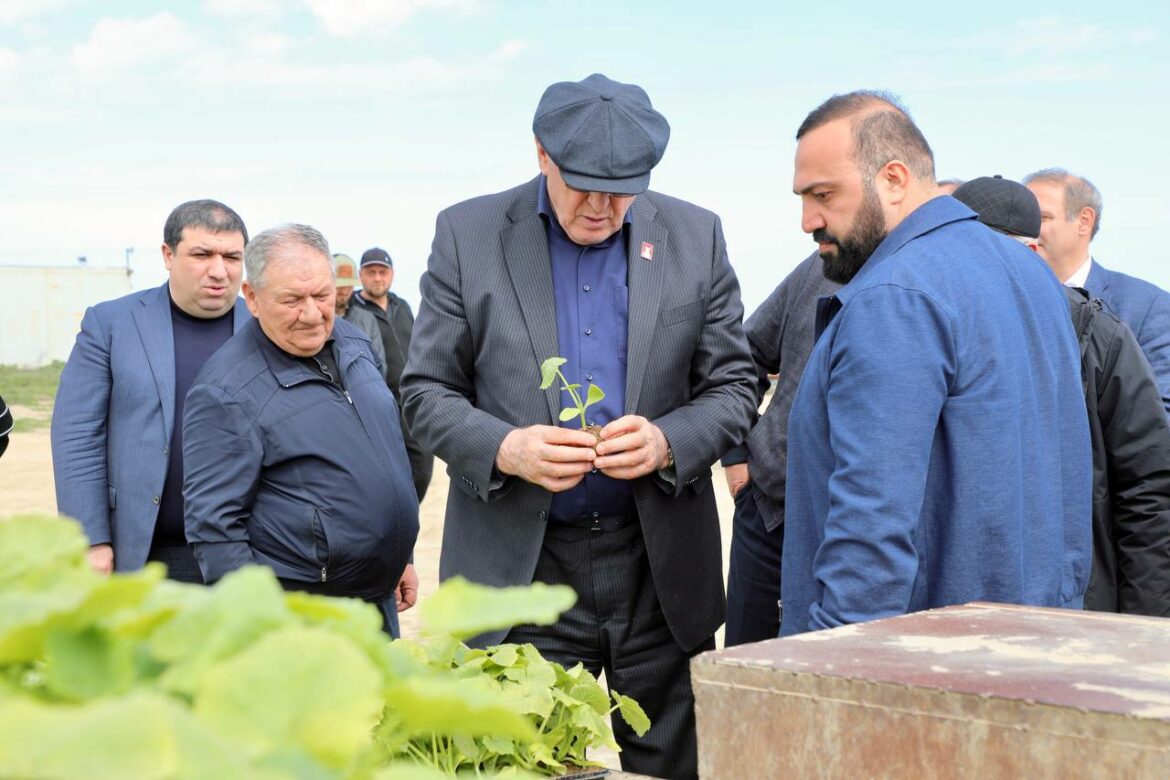 50 hectares of courgettis first time planted in Dagestan