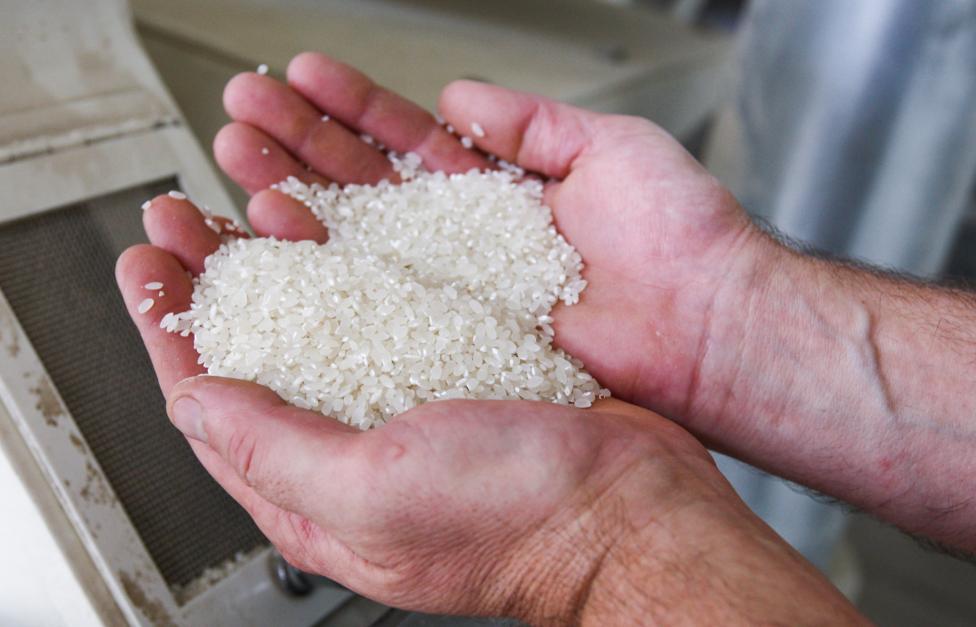 Dagestan intends to resume rice exports