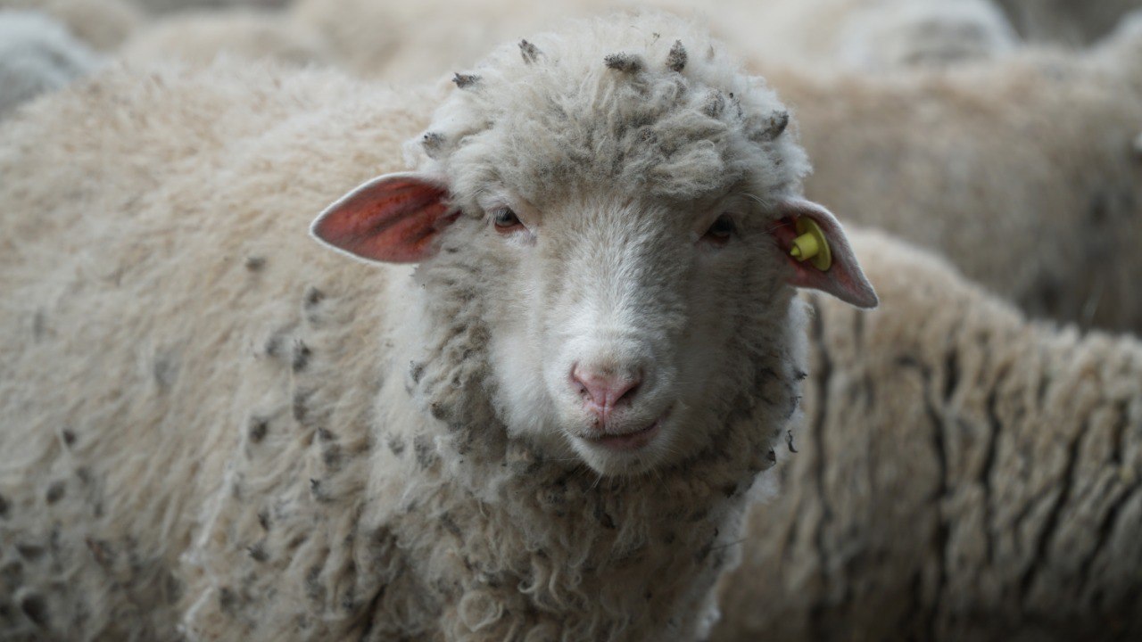 Dagestan to host exhibition of pedigree sheep and goats