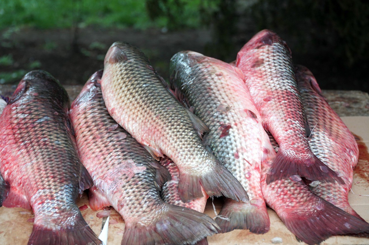 Decrease in level of Caspian Sea may affect volume of fish caught