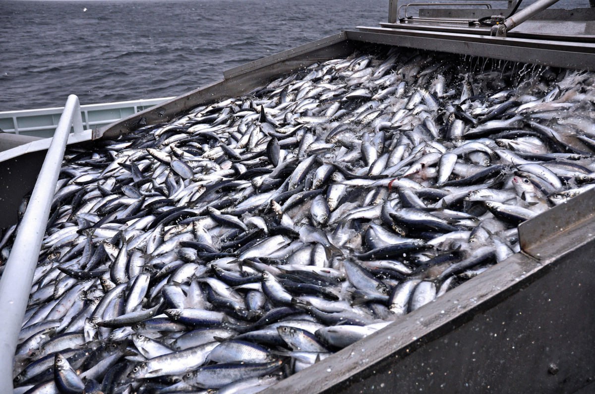 Shallowing of Caspian Sea Most Severely Impacts Coastal Fishing – Fisheries Committee