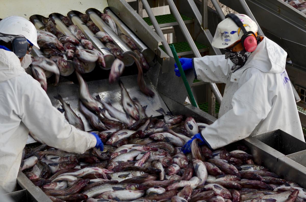 Fish processing industry showcases 18x growth in Dagestan