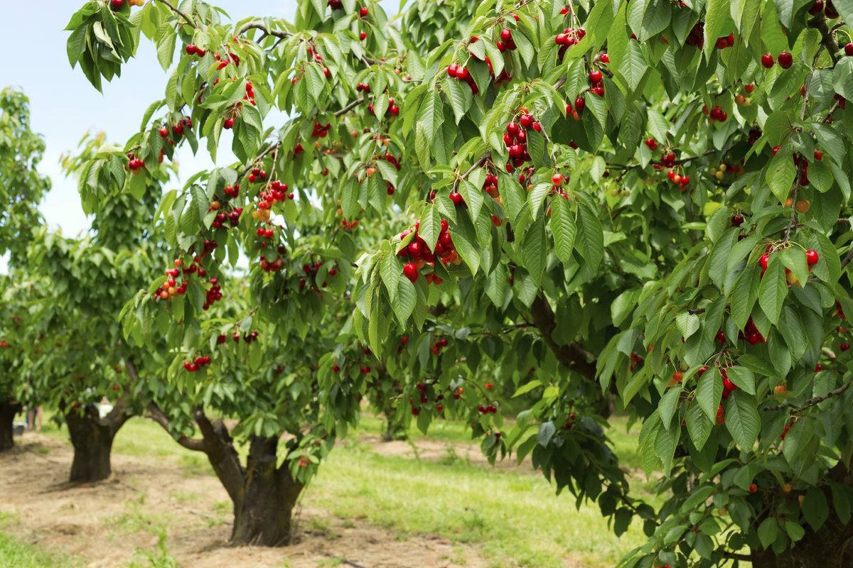 Dagestan assists Azerbaijani investor to certify seedlings
