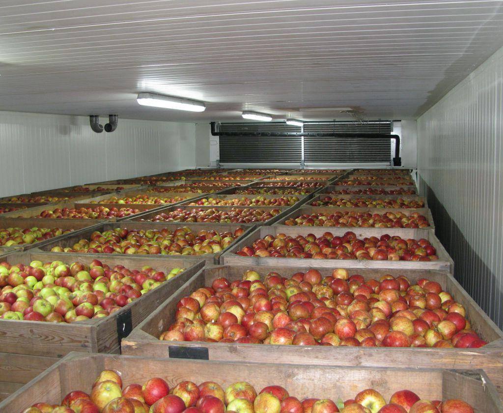 Two fruit storage facilities to be built in southern Dagestan