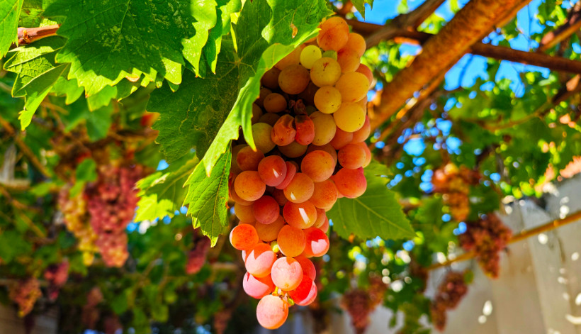 Dagestan increases wine production by 40% 