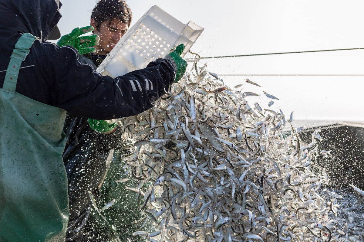 Industrial fishing of sprat in Dagestan suspended due to heat wave