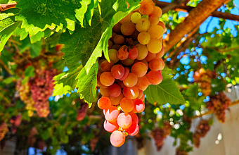 Grape processing volume in Dagestan increases by 16%