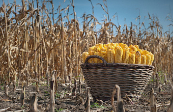 Farmers in Dagestan can harvest 50 thousand tons of corn in 2025 
