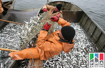 Dagestan enterprises produce approx. 7 thousand tons of fish in 2017 
