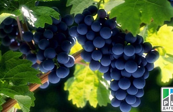 Dagestan expert suggests modern innovative technologies for vine growing industry 