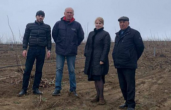 Largest hazelnut orchard in Dagestan to have its own seedlings