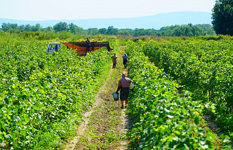 Approx. RUB 680 million to be spent for development of vineyards in Dagestan