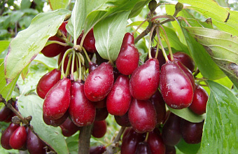 Europe's largest dogwood orchard planted in Dagestan