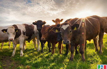 Beef cattle production increases in Dagestan in 2019