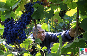 Dagestan plans to yield record grape harvest in 2019