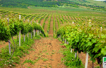 Ingushetia studies Dagestan viticulture development experience