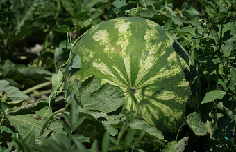 Dagestan watermelons to be sold in Moscow retail outlets