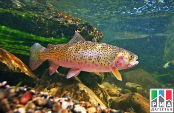 Dagestan may become leader in trout farming in Russia