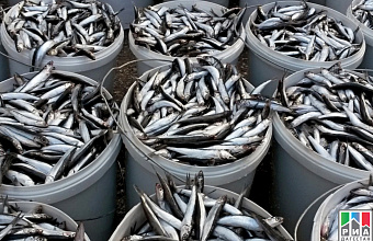 Coastal catch of sprats starts in Dagestan