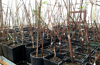 Azerbaijani company to invest at least $2 million in creation of fruit nursery in Dagestan