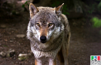 Wolves kill 250 sheep in Dagestan