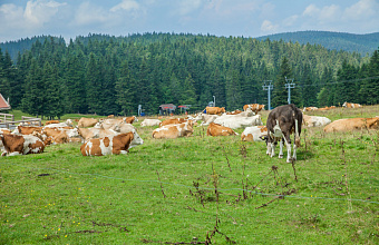 Livestock breeders prepare 1.5 million tons of fodder for winter in Dagestan 