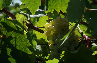 Dagestan winegrowers contribute more than RUB 7.7 billion in taxes to local budget