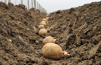 Dagestan first sends 700 tons of potatoes abroad 