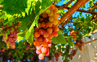 Investor revives rural lands by laying 150 hectares of new vineyards in Dagestan