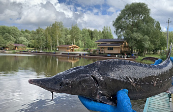 Sturgeon Production Increases by 18% in Dagestan 