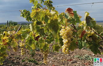 200 hectares of new vineyards to be planted in Dagestan
