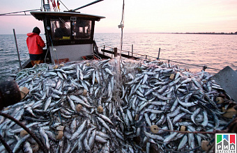 Fish production volume significantly grows in Dagestan 