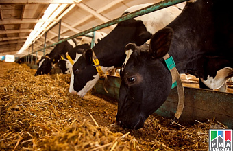 Twenty livestock farms to be built in Dagestan in 2018