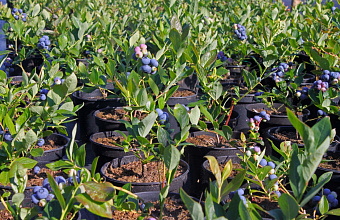Investor from Nizhny Novgorod region launches first project of industrial cultivation of blueberries in Dagestan