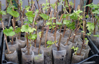 Dagestan to supply more than 1.3 million grape seedlings to Crimea and Kuban 