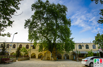 Ancient plane tree from Derbent wins All-Russian contest