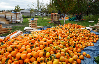 Dagestan expects even more persimmon harvest