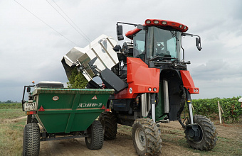 Dagestan launches mechanized harvesting of grapes
