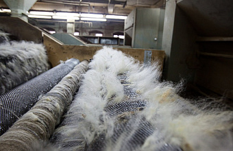 RUB 100 million rubles to be spent on subsidizing purchase of equipment for wool processing enterprises in Dagestan