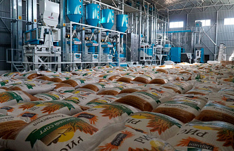 Rice production in Dagestan increases 4.5 times in 10 years