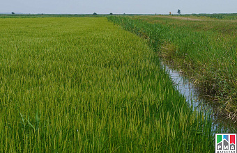 Iran intends to grow rice in Dagestan