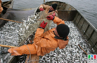 Dagestan resumes sprat fishing on commercial scale