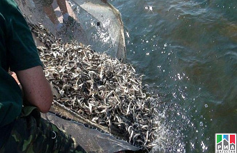 112 million fish spawn species to be released in Dagestan in 2018
