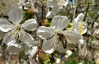 Dagestan enters top list of places with most beautiful blossoms
