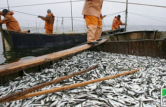 Dagestan to resume industrial fishing of legendary Caspian sprat 