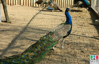 Farm for breeding exotic birds opens in Dagestan